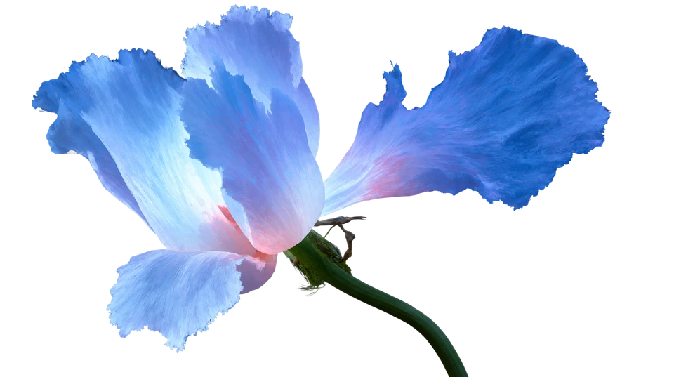 The flower opening in vivid blue